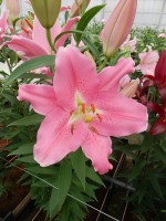 [5333 Binasco VH No01.JPG]